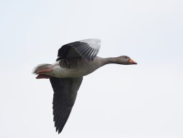 flyinggreylag_2B4A0358_DxO_smallCR.jpg