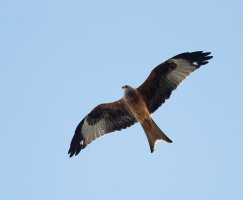redkite_2B4A0381_DxO_smallCR.jpg