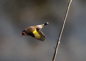 flyinggoldfinch_2B4A9765_DxO_thruwindow.jpg