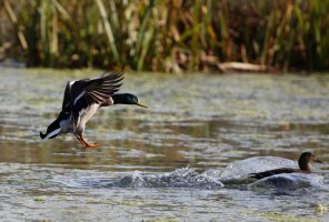 Mallard_3Q7A0328_DxO_ducklanding_CR.jpg