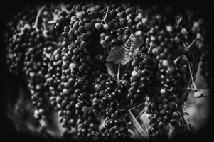 _DSF0894 copy copy_DxO.jpg