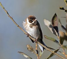 Reedbunting_2B4A0424_DxO_vgSH.jpg