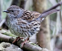 Dunnock_3Q7A8905_DxO_juvenile_crop.jpg