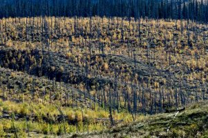 Burnt mountainside recovering.jpg