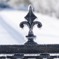 Fleur-de-lys copy1.jpg