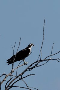 osprey 092317 L.jpeg