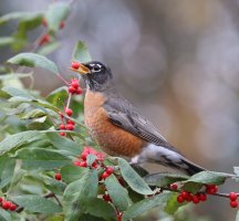 AmericanRobin+berry3Q7A1033_s.JPG