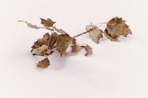 Twig in snow copy.jpg