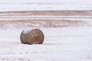 Hay Bale copy.jpg