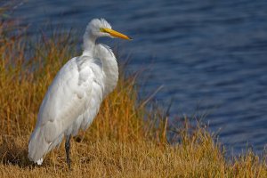 Feathers on a Windy Day.jpg