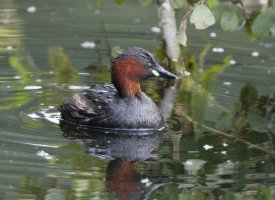 littlegrebe_3Q7A2986_DxO_small.jpg