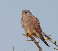 kestrel_2B4A0585_DxO_CR.jpg