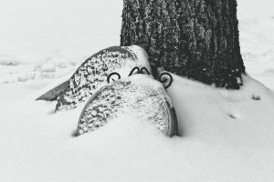 Stepping stones in snow copy.jpeg