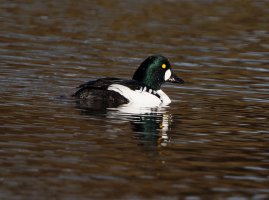 goldeneye_2B4A0918_DxO_reflection.jpg
