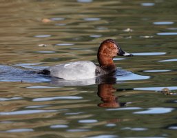 pochard_2B4A0948_DxO_reflection.jpg