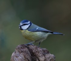 bluetit_2B4A0907_DxO_SmallCR.jpg