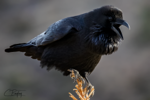 Raven.png