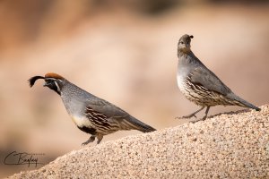 Gambel's Quail.jpg