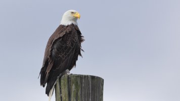 Eagle_s_16761.JPG