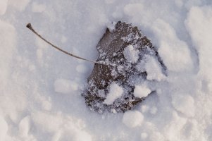 Leaf in snow  copy.jpg