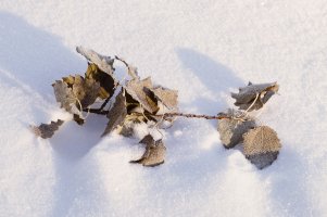 Leaf in snow  copy1.jpg