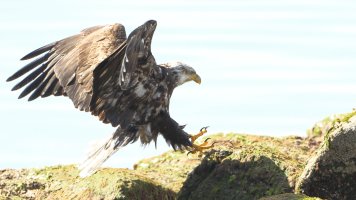 Bald eagle Im_s_16404.JPG