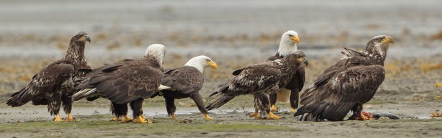 Bald eagles_s_17886.JPG