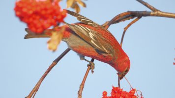 Pine grosbeak_M_s_25218.JPG