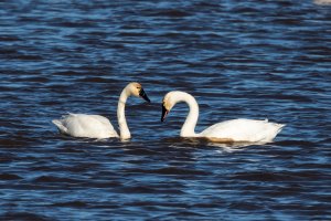 goose pond 112417 03 L s.jpg