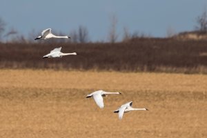 goose pond 112417 02 L s.jpg