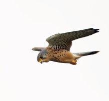 kestrel_male_flying_2B4A1665_DxO.jpg