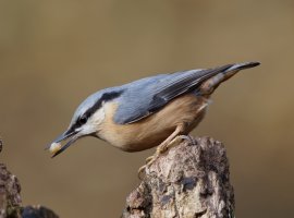 nuthatch+walnut_2B4A1499_DxO_.jpg