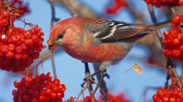 Pine grosbeak_M_s_25155.JPG