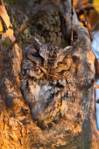 screech owl 112517 L s.jpg