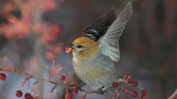 Pine grosbeak_s_25047.JPG