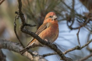 Red Crossbill (male) 100.jpg