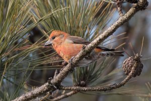 Red Crossbill (male) 101.jpg