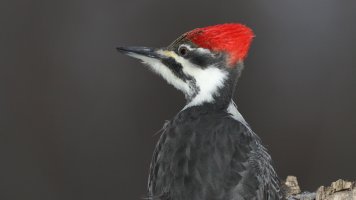 Young lady_s_25421.JPG