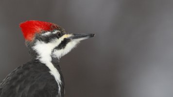 Young lady_s_25422.JPG