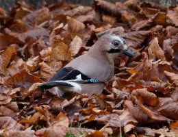 jay_2B4A1847_DxO_jay.jpg