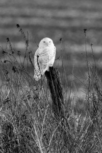 snowy 120217 15 B&W.jpeg