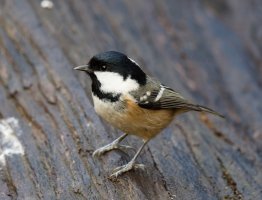 marshtit_3Q7A1488_DxO_small.jpg