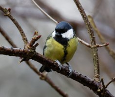 greattit_3Q7A1463_DxO_greattit.jpg