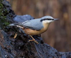 nuthatch_3Q7A1492_DxO_.jpg
