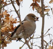 Hawfinch_2B4A1936_DxO_hawfinch+berry.jpg