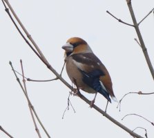hawfinch_3Q7A1601 copy_DxO_hawfinchvibrance+luminance.jpg