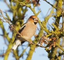 hawfinch_2B4A2172_DxO_3-4g.jpg