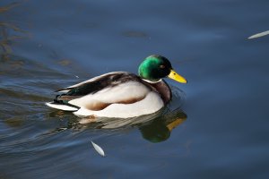 Mallard_IMG_2745_DxO_M5_CR.jpg