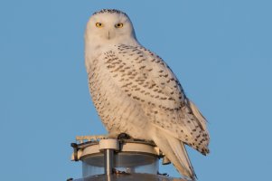 Snowy Owl (female) 126.jpg