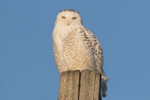 Snowy Owl (female) 122.jpg